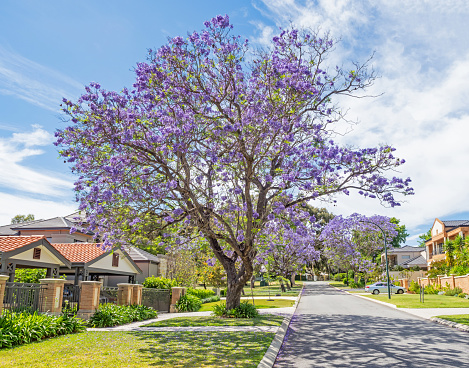 A jacaranda-lined street in the upmarket suburb of Applecross, in Perth in Western Australia.