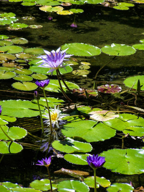 istock Purple and white lotus flowers 1361197823