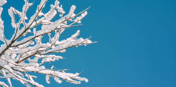 istock Winter background, Snow-covered branches on the backdrop of blue sky 1361198549