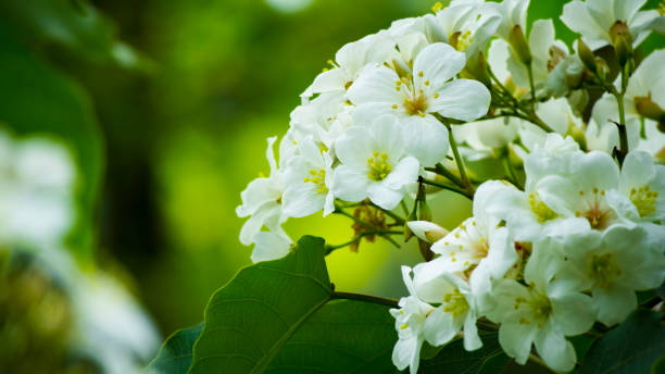 istock beautiful tung blossom 1361199481