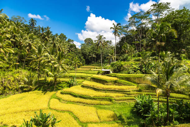 istock Tegallalang rice terrace on Bali 1361200121