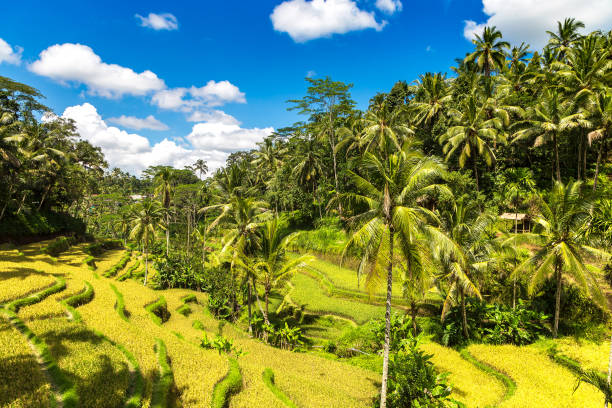 istock Tegallalang rice terrace on Bali 1361200153