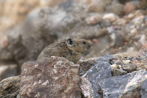 istock Pika (ochonta princeps) sitting among some rocks 1361201701