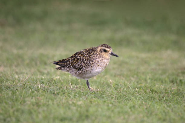 istock Pacific Golden Plover (nonbreeding) (pluvialis fulva) standing on grassy ground 1361201744