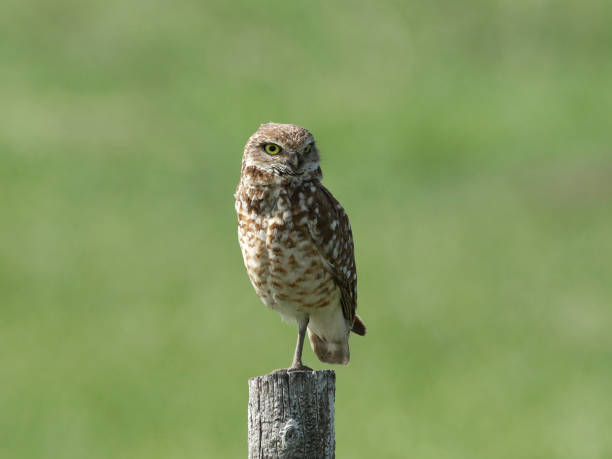 istock Burrowing Owl (athene cunicularia) perched on wooden fence post 1361201749