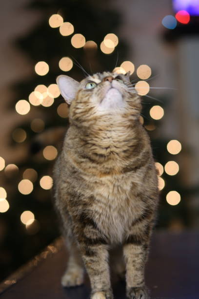 istock Senior Overweight Ginger Tabby Cat 1361205395