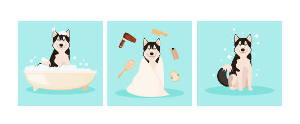 illustrazioni stock, clip art, cartoni animati e icone di tendenza di divertenti lavaggi husky in bagno - grooming