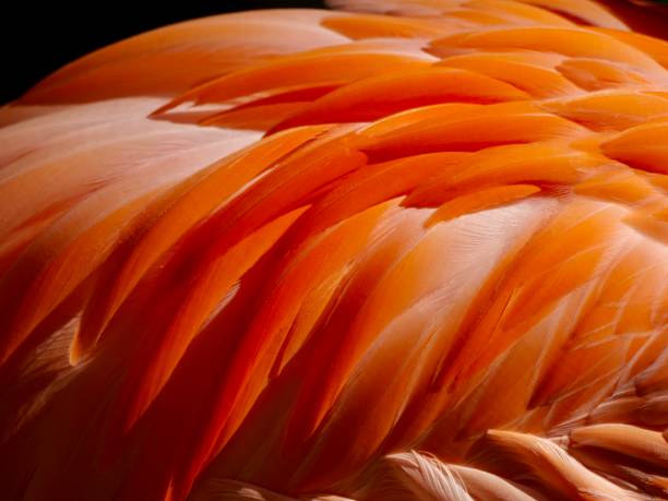 istock Closeup of flamingo feathers pattern 1361206135
