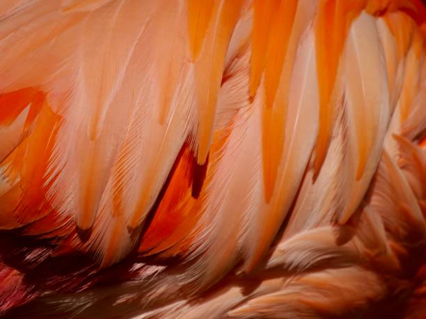 istock Closeup of flamingo feathers pattern 1361206146