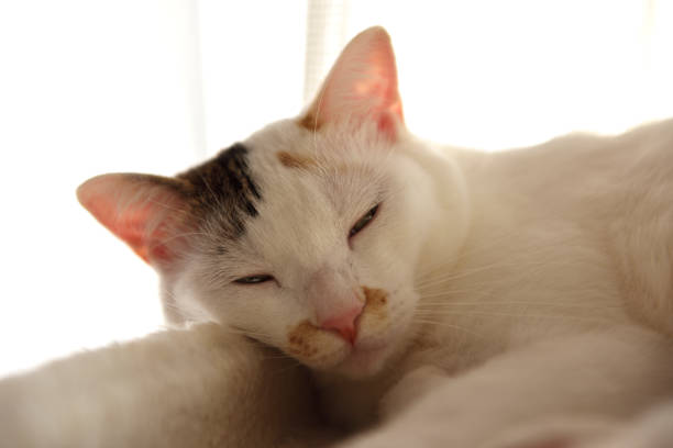 Close-up of relaxing white cat with sunlight at cat tower.