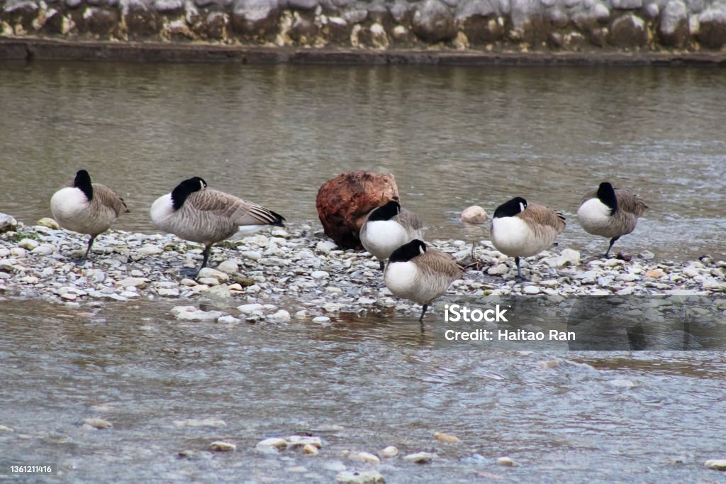 Geese resting Geese resting on the bedrock of a river at the town of Port Hope Animal Stock Photo