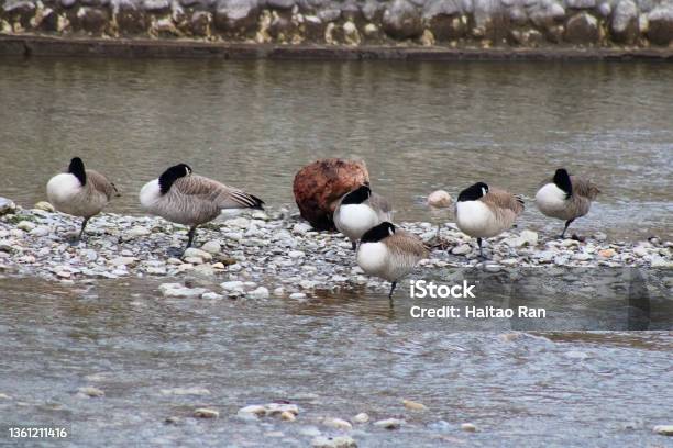 Geese Resting Stock Photo - Download Image Now - Animal, Animal Wildlife, Animal Wing