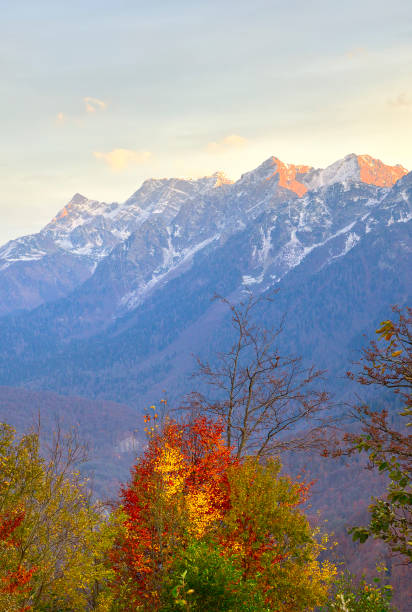 Autumn in the Caucasus mountains Golden crowns of trees against the background of high cliffs with the first snow. Rosa Khutor, Sochi, Russia, 2021 caucasus stock pictures, royalty-free photos & images