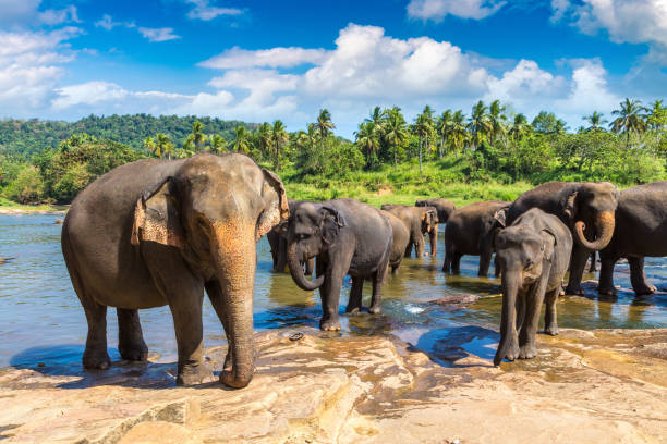istock Herd of elephants in Sri Lanka 1361213204