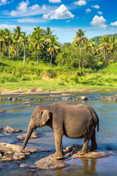 Single elephant in Sri Lanka in s sunny day