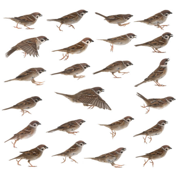 istock Sparrow isolated on white background in different poses 1361214061