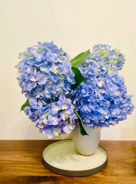istock Vase of Blue Purple Hydrangea Flowers 1361214433