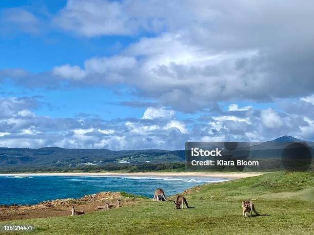 Wild Kangaroos On Ocean Headland Stock Photo - Download Image Now - Australia, Coffs Harbour, Kangaroo