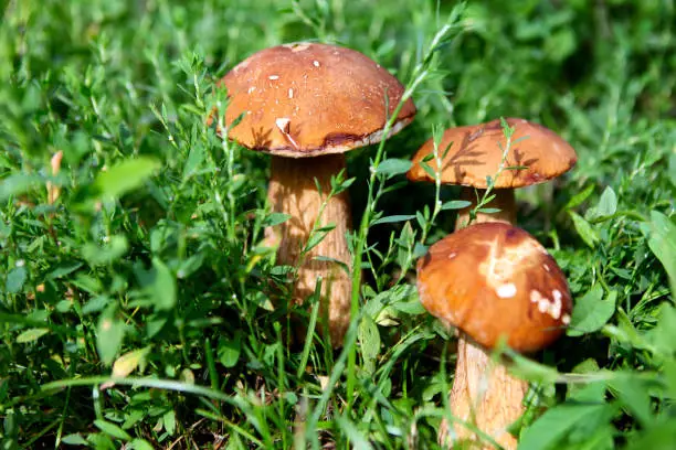 Three Mushrooms in the Grass closeup at the Summer Day