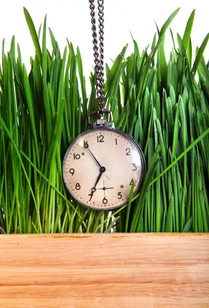 Vintage Watch in Fresh Grass on the White Background