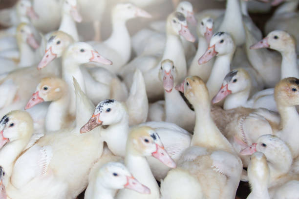 A flock of white ducks in a poultry farm, free-range ducks. An open farm in Thailand. Farming, livestock concepts. Close-up. Selective focus.