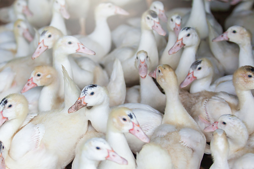 A flock of white ducks in a poultry farm, free-range ducks. An open farm in Thailand. Farming, livestock concepts. Close-up. Selective focus.