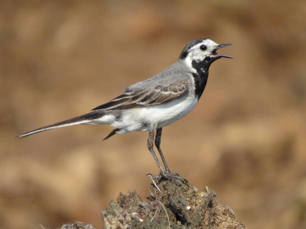istock Bird on a beautiful background and wildlife 1361224742