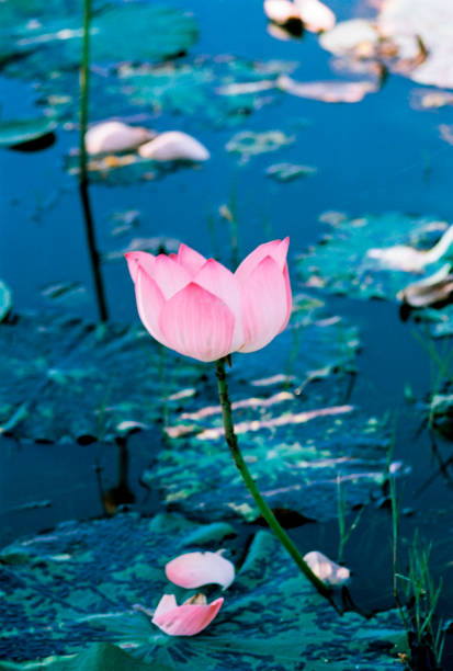 istock Nature photo film: Lotus blooming season. 1361226325