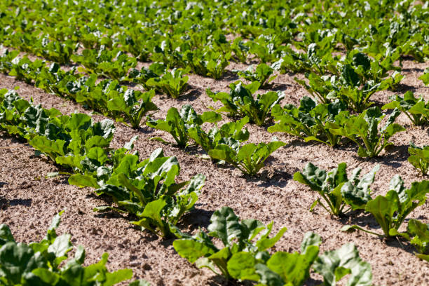 istock cultivation of sugar beet for the production 1361245797