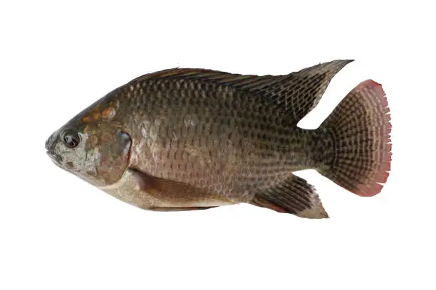Photo of Nile tilapia fish isolated on white background with clipping path. Nile cichlids Mozambique tilapia Oreochromis