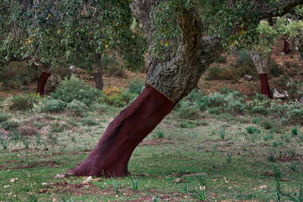 parco naturale los alcornocales a cadice.  querce da sughero (quercus suber) la cui corteccia è stata estratta per la produzione di sughero. cortes de la frontera, andalusia. spagna - raw potato immagine foto e immagini stock