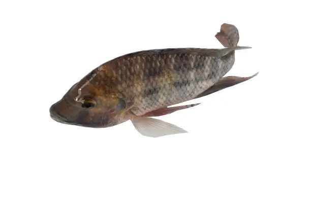 Photo of Nile tilapia fish isolated on white background with clipping path. Nile cichlids Mozambique tilapia Oreochromis
