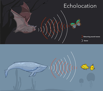 Illustration depicting the ability of some  animals to use sonar, or echolocation.