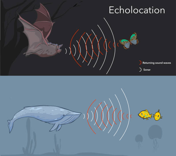 Illustration depicting the ability of some  animals to use sonar, or echolocation vector art illustration