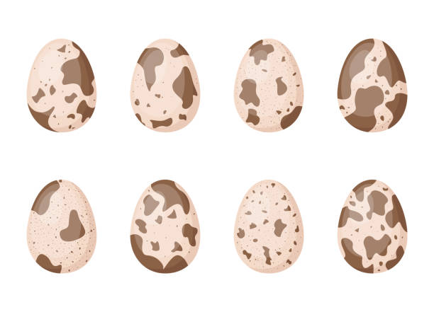 Set of quail eggs, vector illustration Set of quail eggs, vector illustration quail egg stock illustrations
