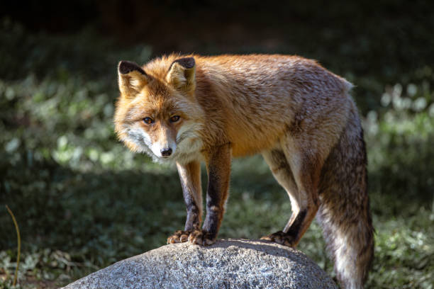 Red iberian fox standing on a rock in a wildlife reserve