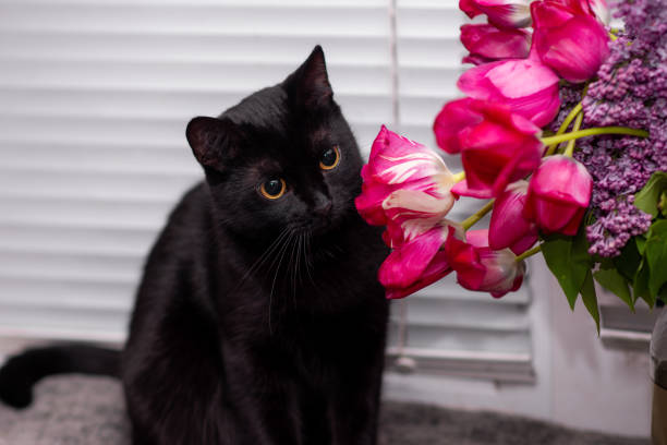 black cat sniffs tulip flowers.