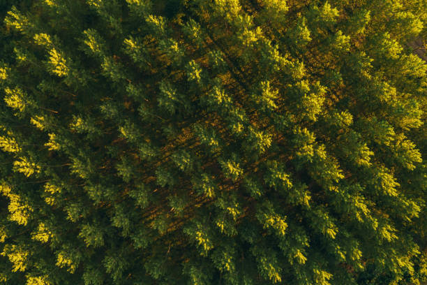 ドローンポブからのコットンウッドツリートップパターンの空中写真 - 森林再生 ストックフォトと画像