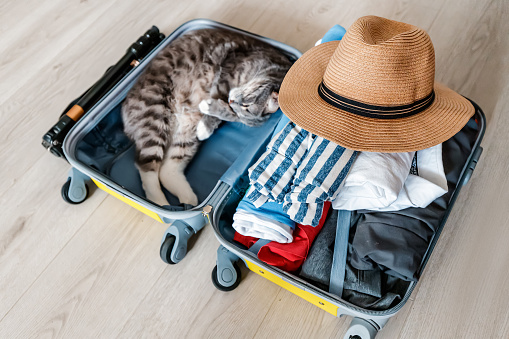 Packing of luggage for vacation. The cat fell asleep in the compartment of the suitcase and is ready to go on a trip