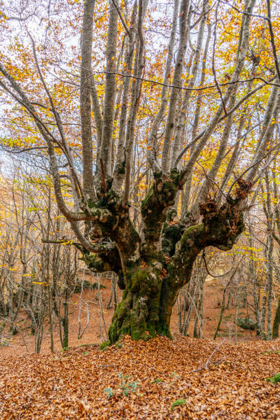 istock Big tree in a forest on a mountain path, in the Aran Valley, Catalonia, Spain 1361264533