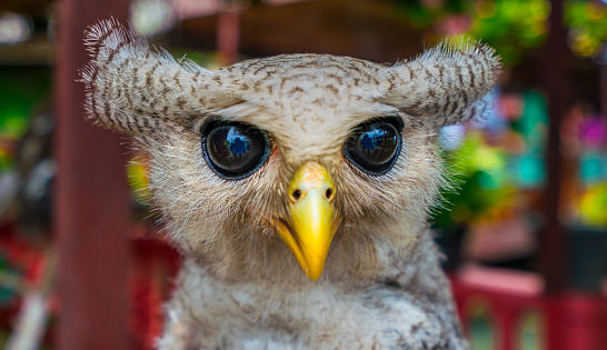 Close up of young barred eagle-owl, also called the Malay eagle-owl, is a species of eagle owl in the family Strigidae.