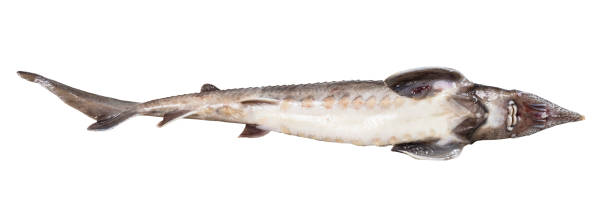 istock belly of fresh sturgeon fish isolated on white 1361264837