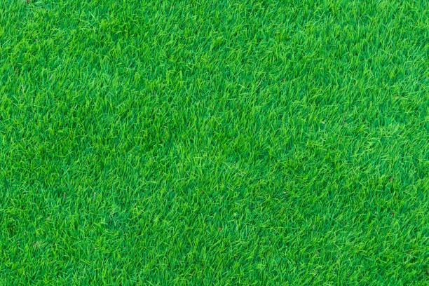 istock grass and football field 1361268054
