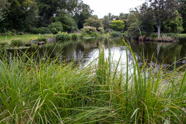 istock Tall grasses at the edge of a pond 1361268229