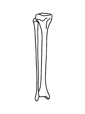 Human anatomy vector, outline illustration.