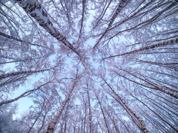 istock Winter view of trees in the park. 1361270470