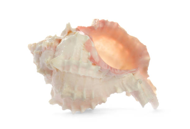 istock Beautiful exotic sea shell isolated on white 1361271314