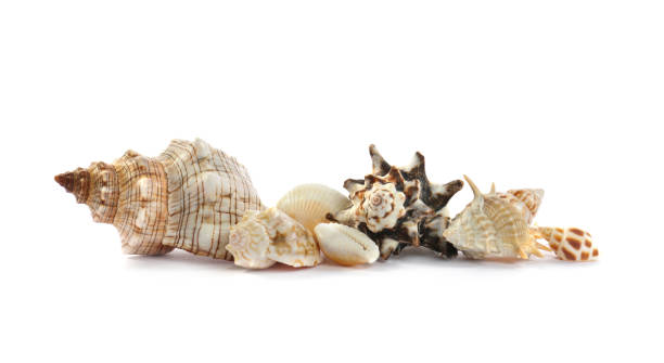istock Beautiful exotic sea shells isolated on white 1361271337