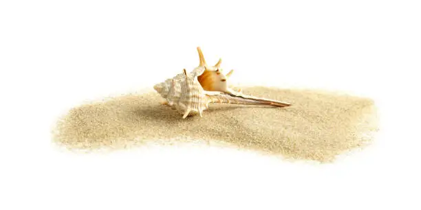 Beautiful sea shell and sand on white background