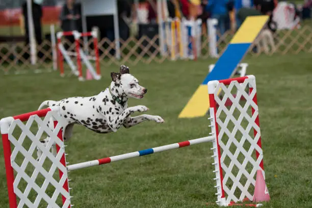 Dalmatian competing in agility event at a dog show in New York